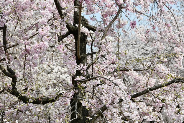 20180329桜大阪城9DSC_2696