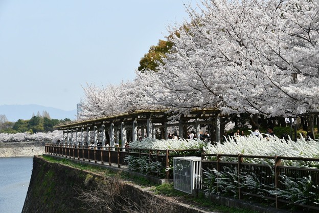 20180329桜大阪城13DSC_2701