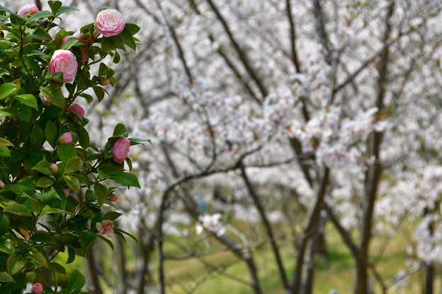 20180402西神中央公園6DSC_3405