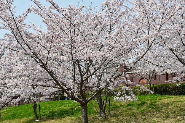 20180402西神中央公園7DSC_3408