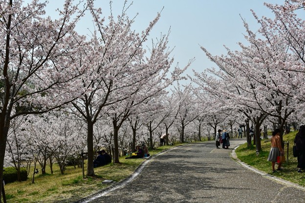 20180402西神中央公園9DSC_3412