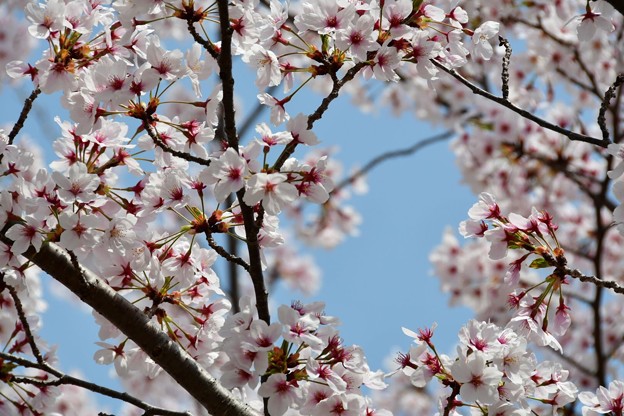 20180402西神中央公園10DSC_3413