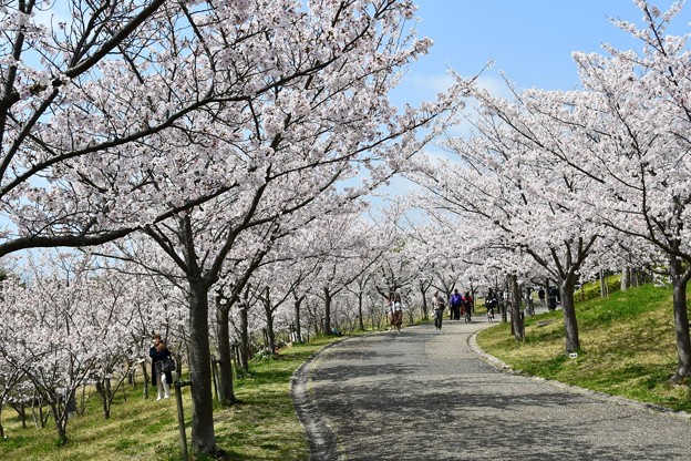 20190408桜1 514861CA-0230-436E-81F6-EE06C3DAD115