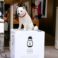 銀座のSoft Bank