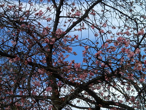 浅間神社_桜