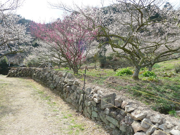 金熊寺_20160224_CT (2)
