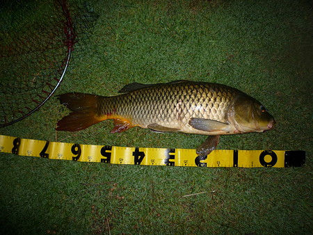 カープ１