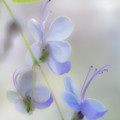 Photos: Clerodendrum wallichii-03206