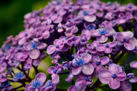 紫陽花