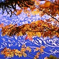 静かな湖畔の秋景色・・・半分青い(*´з`)