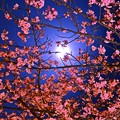 月夜の晩に・・・河津桜を撮る