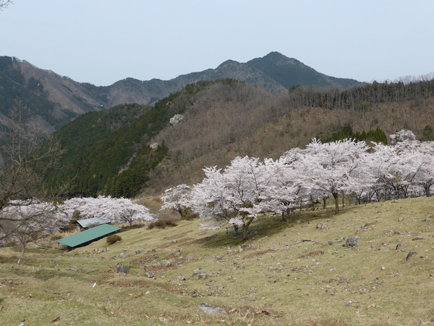 畑ケサカ桜公園