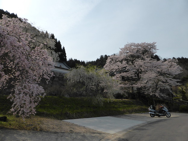 玉林寺　しだれ桜とソメイヨシノ