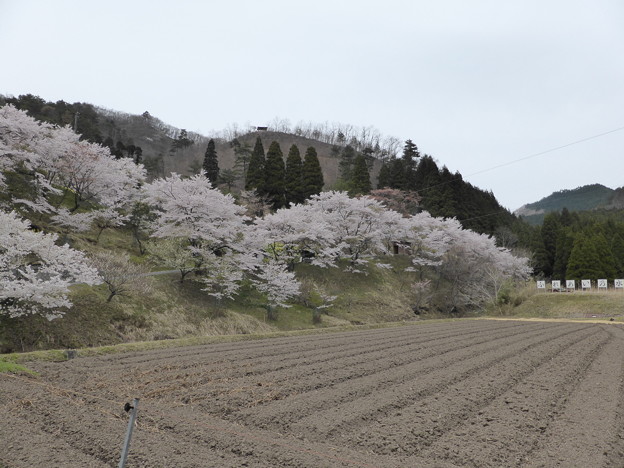 倉床　ふれあいの水　公園の桜