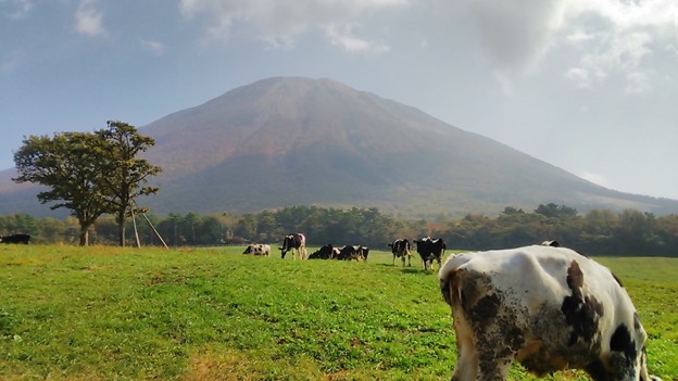 大山とみるくの里牧場のホルスタイン