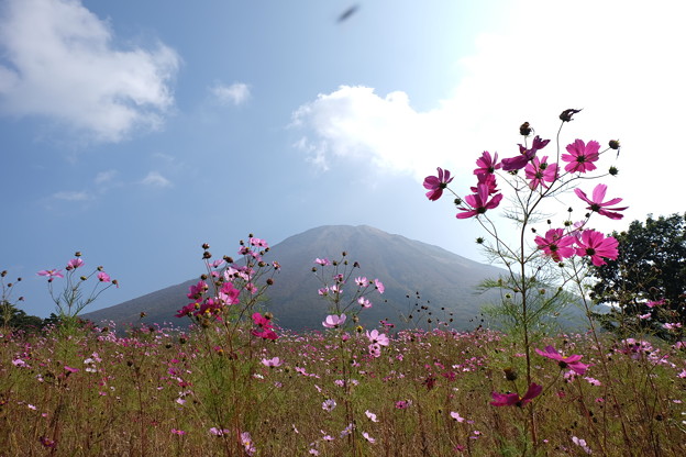 牧場のコスモス畑と大山