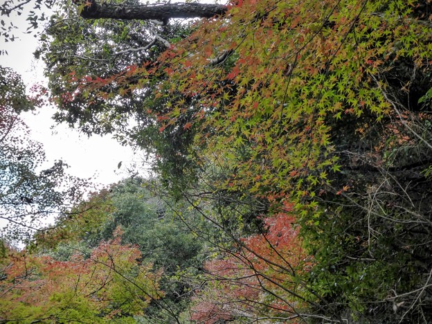 二本松林道の紅葉