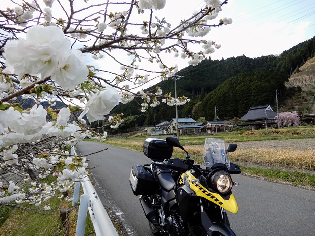 加古川の桜づつみ