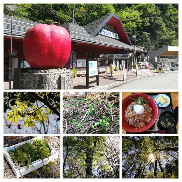 山菜採り2018のアルバム