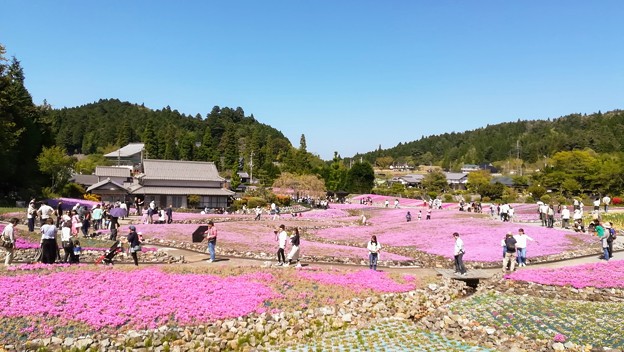 ランチドライブ　花のじゅうたんといわや