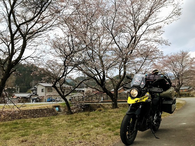 野間川の桜並木