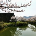 篠山城　お濠の桜