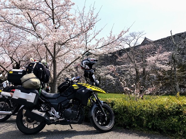 Photos: 篠山城の春