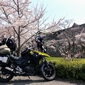篠山城の春