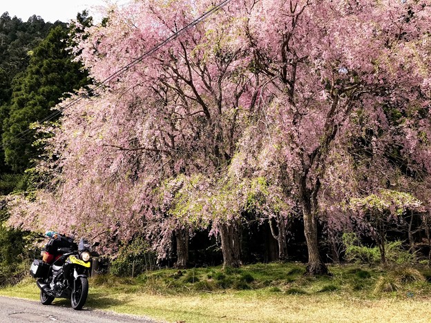 花脊の枝垂れ桜