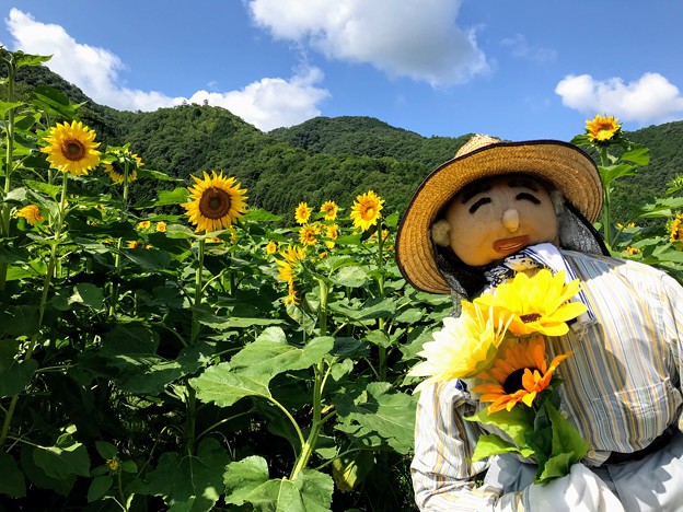 宝蔵寺地区のひまわり畑