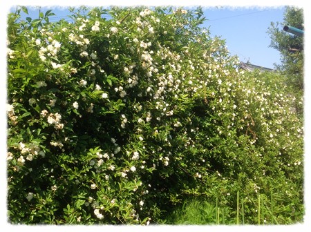 木香薔薇全景