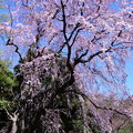 ２０１９＊東京国立博物館の桜３