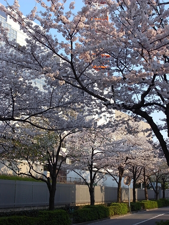 南千住・東京ガス千住テクノステーション周辺の桜(2009/4)