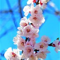 神戸市立王子動物園の杏の花