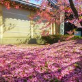 長徳寺 おかめ桜の絨毯