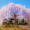 Photos: 本満寺の枝垂れ桜
