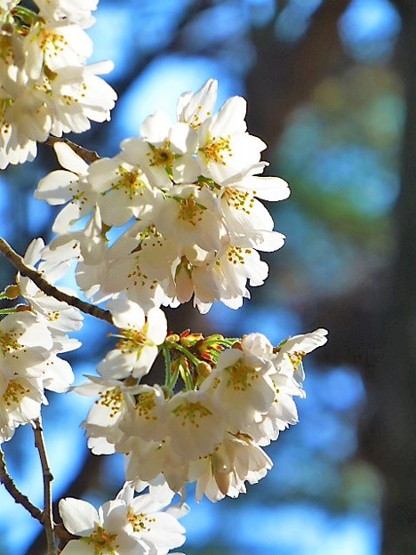 Photos: 京都御苑の桜