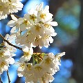 Photos: 京都御苑の桜