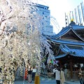 Photos: しだれ桜と六角堂