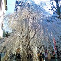 Photos: 六角堂 しだれ桜