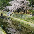 桜の水鏡