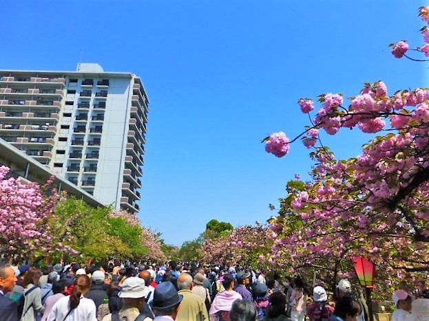 Photos: 春の風物詩 大阪造幣局 桜の通り抜け