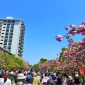 Photos: 春の風物詩 大阪造幣局 桜の通り抜け