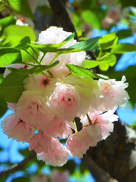 今年の花 大提灯