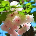 Photos: 今年の花 大提灯