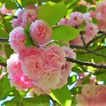 Photos: 花染衣