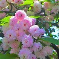 Photos: 兼六園菊桜
