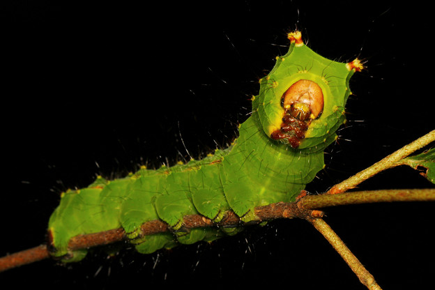 オオミズアオ 15幼虫 写真共有サイト フォト蔵