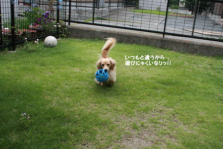 摩耶9