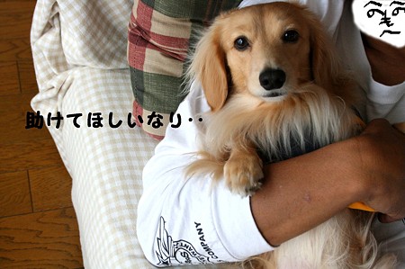 摩耶さん 捕獲される1